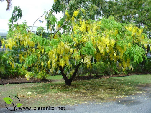 Z�otokap (Laburnum anagyroides)