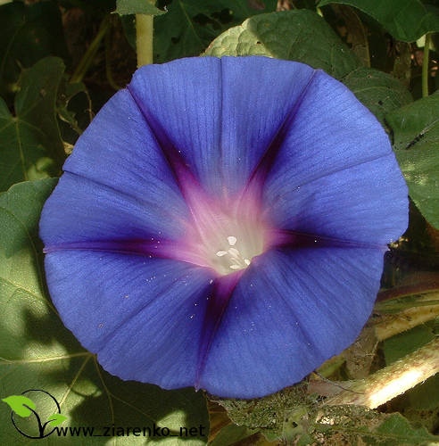 Wilec purpurowy ''niebiańskie pnącze'' ( Ipomoea purpurea )