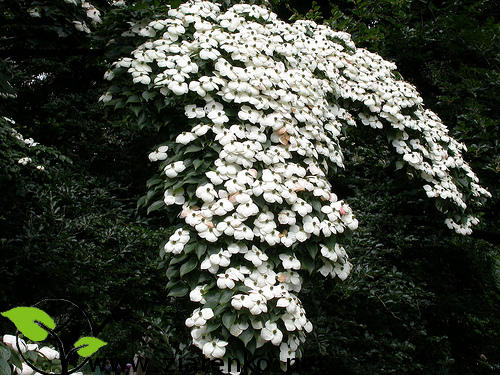 Dere� Kousa (Cornus kousa chinensis)