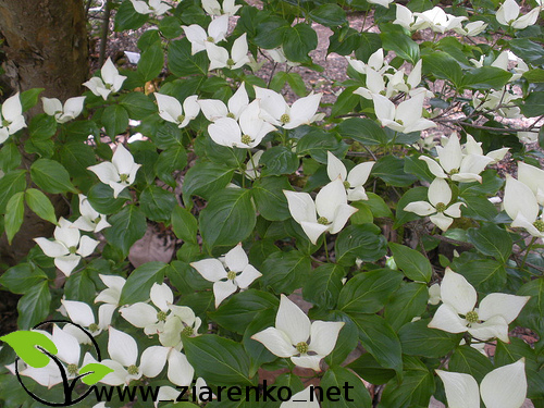 Dere� Kousa (Cornus kousa chinensis)