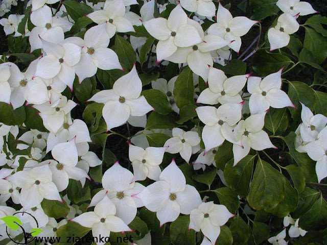 Dere� Kousa (Cornus kousa chinensis)