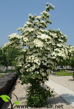 Dere� Kousa (Cornus kousa chinensis)