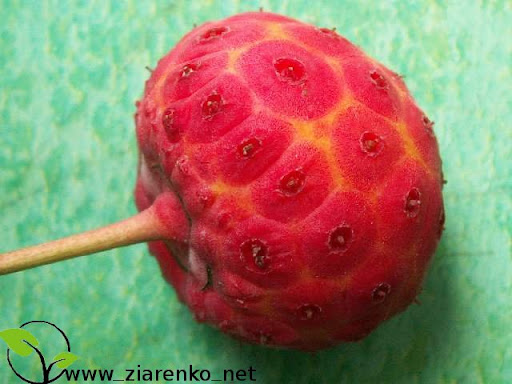 Dere� Kousa (Cornus kousa chinensis)