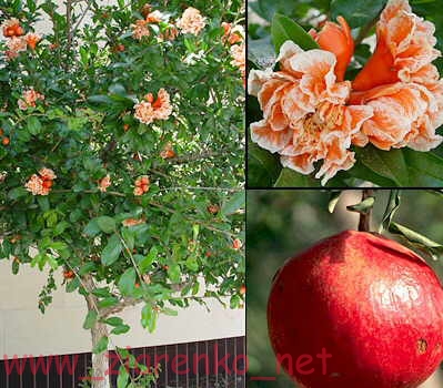 Granatowiec właściwy Punica granatum