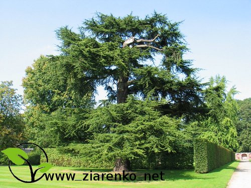 Cedr libański (Cedrus libanii)
