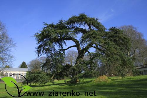 Cedr libański (Cedrus libanii)