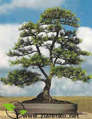 Cedr libański (Cedrus libanii)