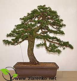Cedr libański (Cedrus libanii)