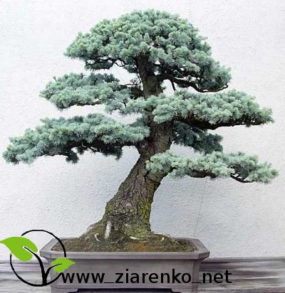 Cedr libański (Cedrus libanii)