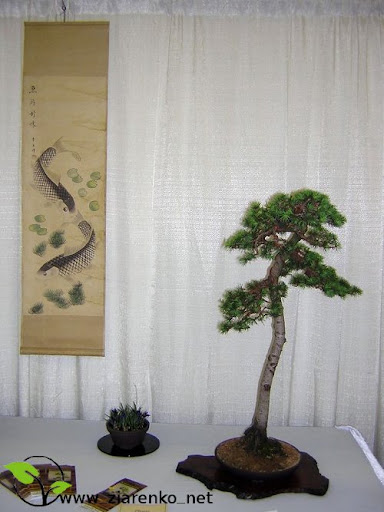 Cedr libański (Cedrus libanii)