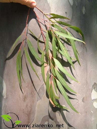 Eukaliptus cytrynowy (Eucalyptus citriodora,Corymbia citriodora)