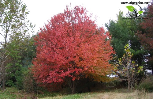Klon cukrowy, Sugar maple (Acer saccharum)