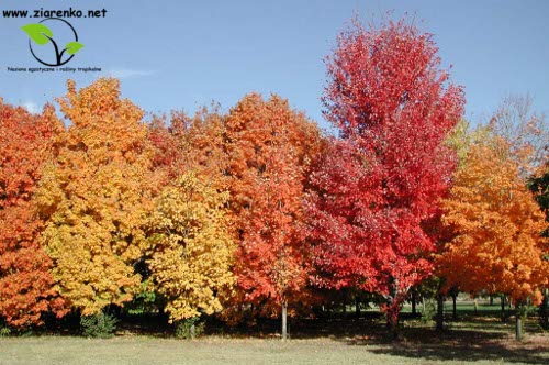 Klon cukrowy, Sugar maple (Acer saccharum)