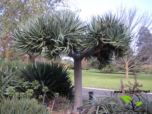Dracena smocza, drzewo smocze, smokowiec (Dracaena draco)