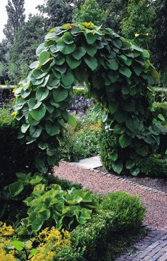 Kokornak mandżurski (Aristolochia manshuriensis)