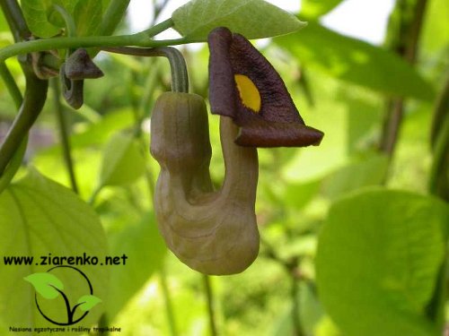 Kokornak mandżurski (Aristolochia manshuriensis)