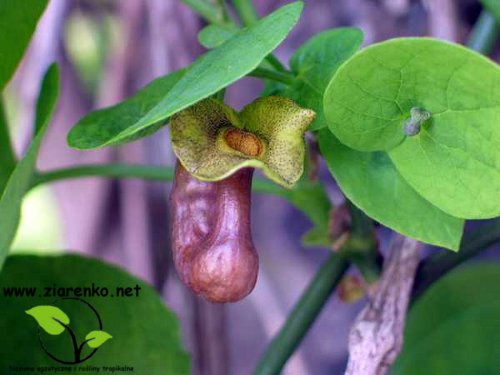 Kokornak mandżurski (Aristolochia manshuriensis)