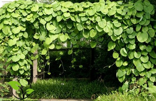 Kokornak mandżurski (Aristolochia manshuriensis)