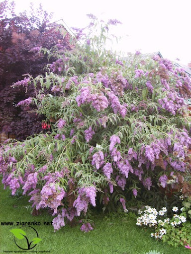 Budleja Dawida (Buddleja davidii)