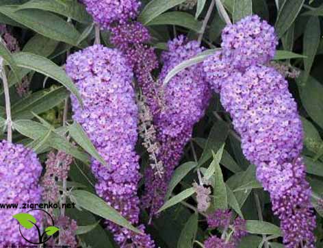 Budleja Dawida (Buddleja davidii)
