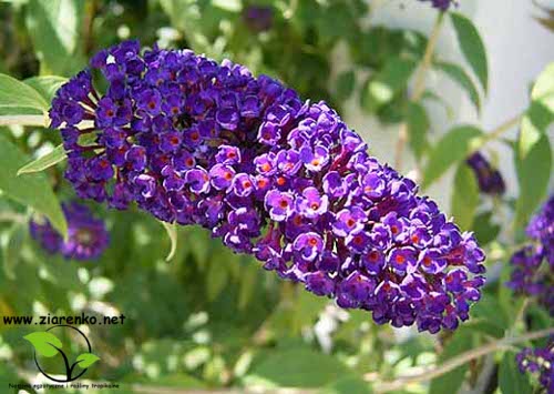 Budleja Dawida (Buddleja davidii)