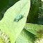 Cuckoo Wasp