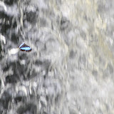 La mariposa está volando