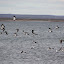 American Oystercatchers and some seagulls