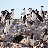 Imeperial Comorants (white necks) and Black Neck Comorants