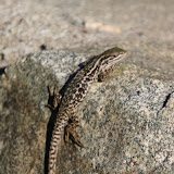 A lizard!