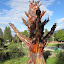 What to do with a dead tree? In a hippie town, you carve it into a awesome sculpture!