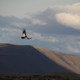 Andean Condor