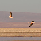 Flamingos at Laguna Chaxa