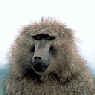 [shaqiangwo4[2].gif]