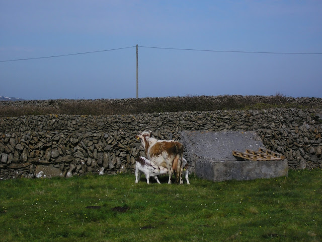 cows