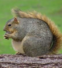 [squirrel[5].jpg]