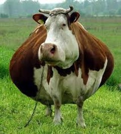 fat cow