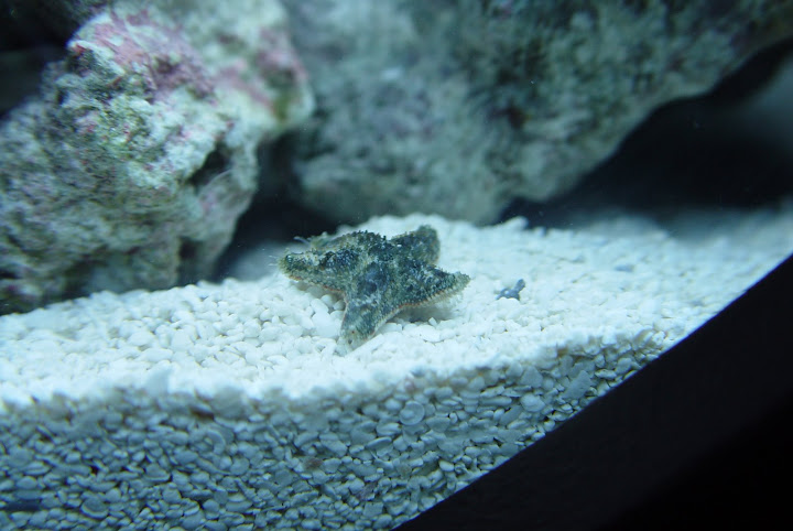 La petite &eacute;toile de mer du r&eacute;cif