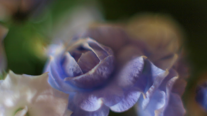 http://lh5.ggpht.com/_Sv4WO0W4Riw/Sk2o08FMo0I/AAAAAAAAAeg/3i9TrbXT9yQ/s720/P6204293-2.jpg