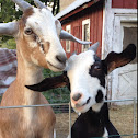 Nubian goats