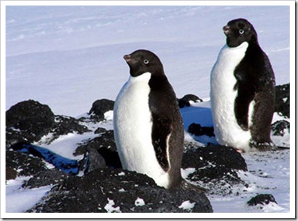 adelie-penguins new
