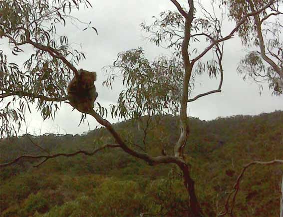 [Old Koala[3].jpg]