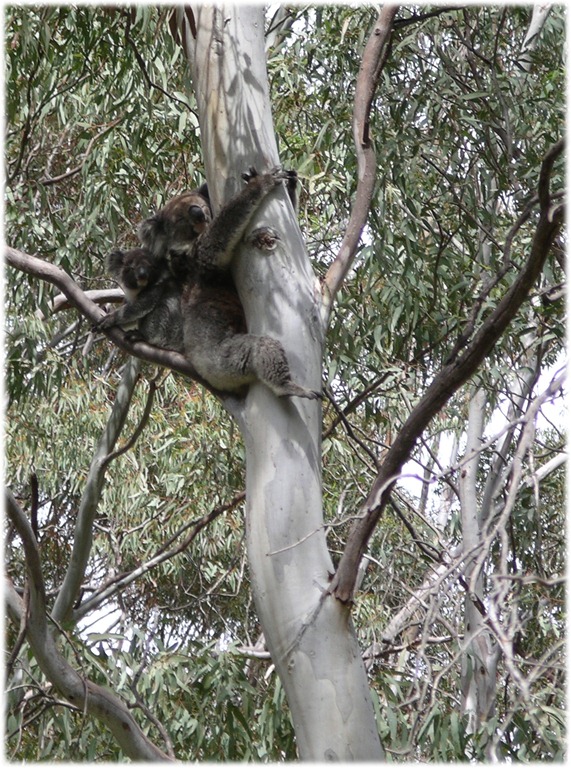 [koalas-in-tree3.jpg]