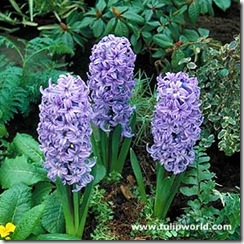 646674purple hyacinths