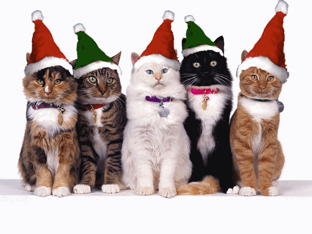 [xmas and cats and fat man[3].gif]