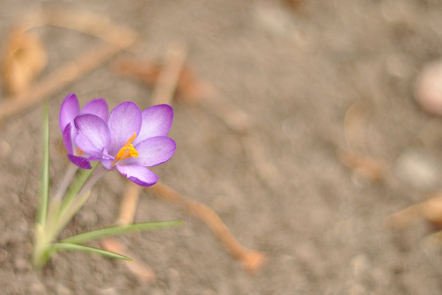 [flower5.jpg]