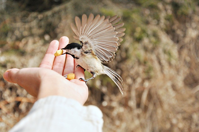 [bird in hand[4].jpg]