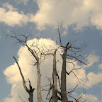 Scraggy trees on the south shore of Wallowa Lake