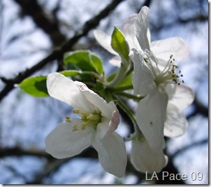 First-cherry-blossom-Spring-09