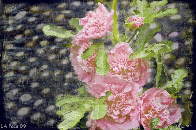 [Starry HollyHock[14].jpg]